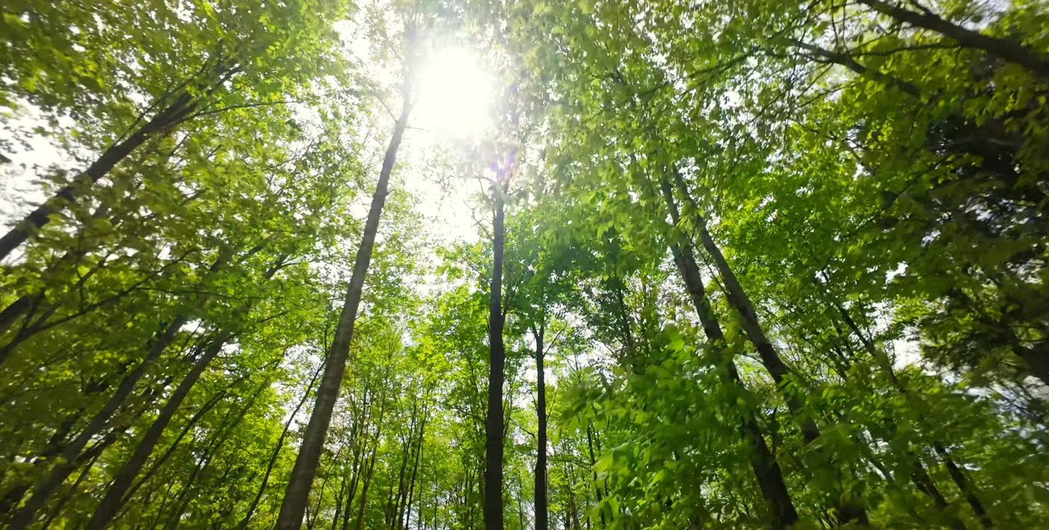 Forêt mature des Boisés de la Sucrerie, terrain boisé à vendre à Eastman, Estrie
